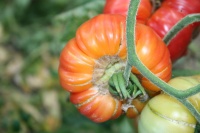 Tomate william stripped-1.jpg