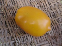 Tomate wonderlight-1.jpg