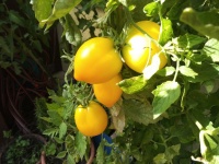 Tomate wonderlight-2.jpg