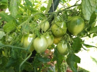 Tomate wonderlight.jpg