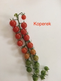 Tomate world s smallest tomato.jpg