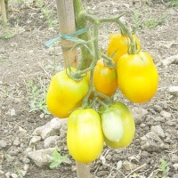 Tomate yellow niunai-1.jpg