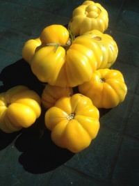 Tomate yellow ruffled-1.jpg