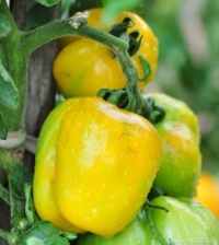Tomate yellow stuffer.jpg