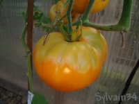 Tomate yoders german yellow op-1.jpg