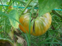 Tomate yoders german yellow op.jpg