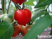 Tomate yubileynyi tarasenko-2.jpg