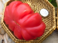 Tomate zapotec pink ribbed op-1.jpg