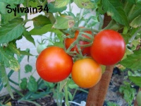 Tomate zarianka op.jpg