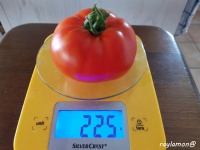 Tomate zarnitza-2.jpg