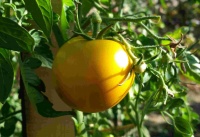 Tomate zloty ozarowsky op-1.jpg