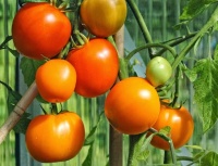 Tomate zloty ozarowsky op.jpg