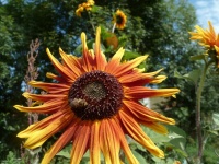 Tounesol gloriosa.jpg