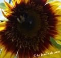 Tournesol 2 couleurs-1.jpg