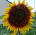 Tournesol 2 couleurs.jpg
