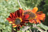 Tournesol Prado Red.jpg