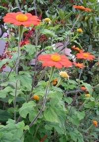 Tournesol mexicain (tithonia).jpg