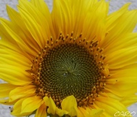 Tournesol serge-1.jpg