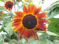 Tournesol velvet queen-1.jpg