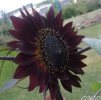 Tournesol velvet queen.jpg