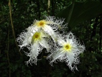 Trichosanthes cucumerina-1.jpg