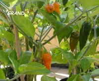 Tucurrique yellow-1.jpg