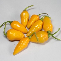 Tucurrique yellow.jpg