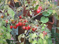 Tumbling tom red.jpg