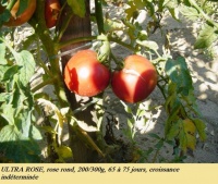 Ultra rose-1.jpg