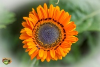 Venidium fastuosum.jpg