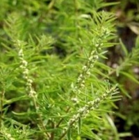 Verveine menthe-1.jpg