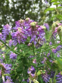 Vesce de Cracovie-1.jpg