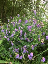 Vesce de Cracovie.jpg