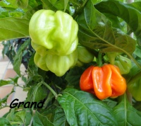 Vicentes sweet habanero-1.jpg