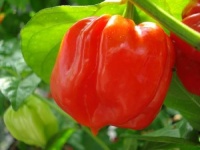 Vicentes sweet habanero.jpg