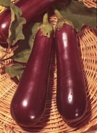 Violette de Toulouse-1.jpg