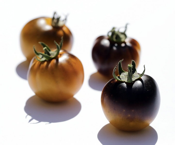 Fichier:Wagner blue green.jpg