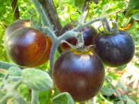 Woolly kate yellow.jpg