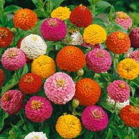 Zinnia lilliput.jpg