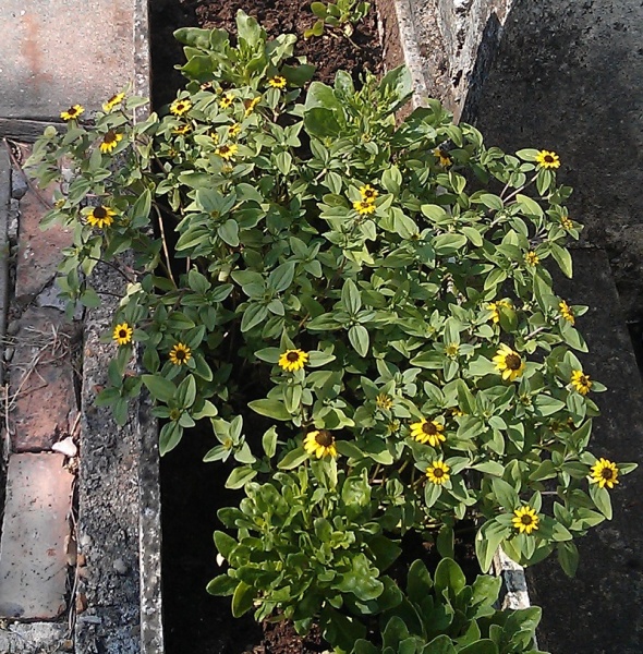 Fichier:Zinnia nain.jpg