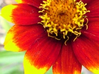 Zinnia tapis persan-1.jpg