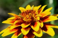 Zinnia tapis persan-2.jpg