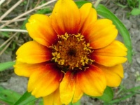 Zinnia tapis persan.jpg