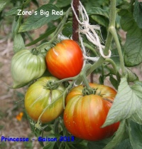 Zore's big red.jpg