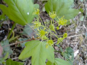 Fichier:Érable champêtre-1.jpg