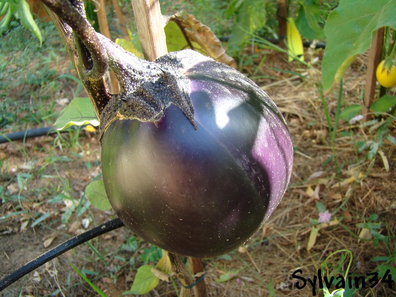 Fichier:AUBERGINE ronde de valence-1.jpg