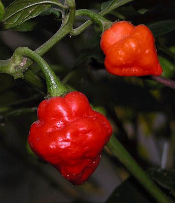 Fichier:Aji cachucha.jpg