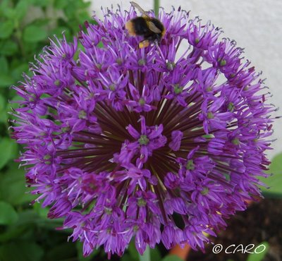 Fichier:Allium purple sensation-1.jpg