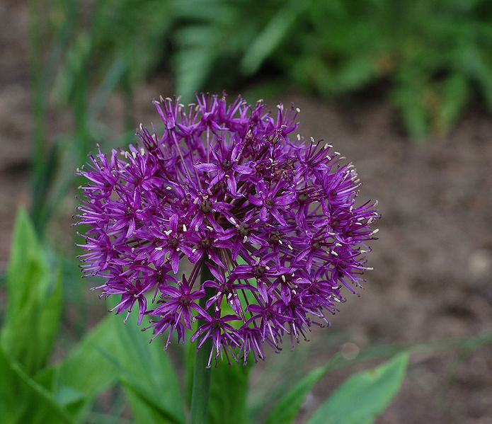 Fichier:Allium purple sensation.jpg