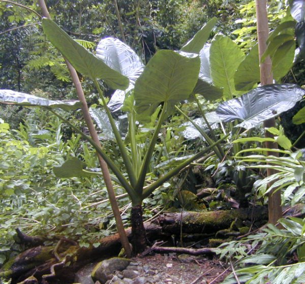 Fichier:Alocasia maccrorrhila.jpg